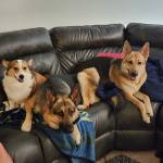 Photo of Roxy, Romeo & Neo