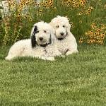 Photo of Ollie and Meadow