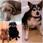 Photo of Sammie, Chico, Tico & Miles