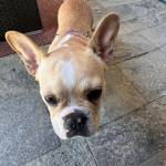 Photo of Bella / Frankie