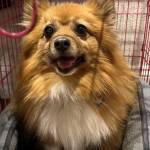 Photo of Shabu / Elphie