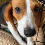 Photo of Mahina / Maple