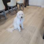 Photo of Daisy and Prince