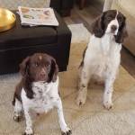 Photo of Annie & Banjo