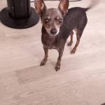 Photo of Papi, Laura, Max, Toby & Sanson