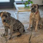 Photo of Gia and Bella