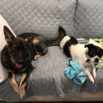 Photo of Dezi & Scarlett