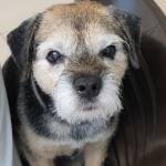 Photo of Carter, Dave & Lupe