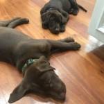 Photo of Milo/Chance