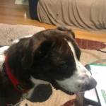 Photo of Huckelberry ,Bernard,Crazy,Lil Girl