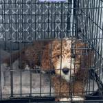 Photo of Ace and Tucker