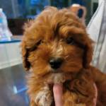 Photo of Armani and Theo