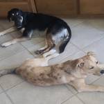 Photo of Mozart & Harley