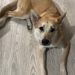 Photo of Kit / Ghost