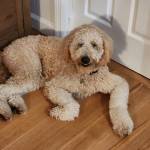 Photo of Skye & Murphy