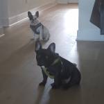 Photo of Rocco & Bear