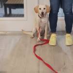 Photo of Rocky & Lola