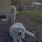 Photo of Tinkerbell and Peter Pan