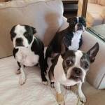 Photo of Millie/Layla/Iris