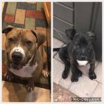 Photo of Diesel and Franco