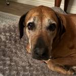 Photo of Piper/Kai/Whiskey