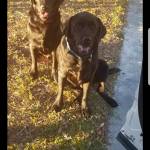 Photo of Benny and Grizzly