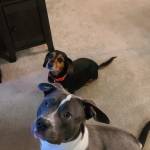 Photo of Mr. Weenie & Cleo