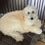 Photo of Augie / Rosie / Jack