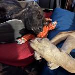 Photo of Janie & Maddie