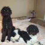 Photo of Jett and Tedi