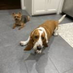 Photo of Jasper & Clyde