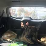 Photo of Peden, Kingston