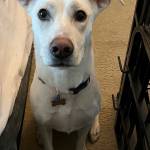 Photo of Brody / Lola