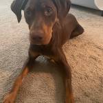 Photo of Tinley / Rufus