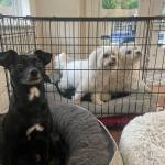 Photo of Daisy, Bella, Scout