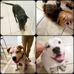 Photo of Madaline, Victoria, Clyde, Judah & Bonnie