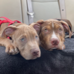 Photo of Kratos Odin