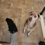 Photo of Hugo & Huxley