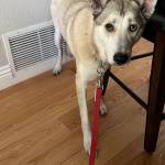 Photo of Roscoe/ Jingyi