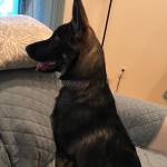 Photo of Dezi and Scarlett