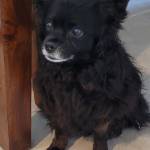 Photo of Eddie and Sugar