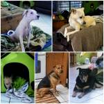 Photo of Darla, Tinker, Mason, Beuford, Suey, Clide, Bonnie, Ruby & Judah