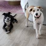 Photo of Tulip and Flsh