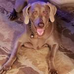 Photo of Jasper & Gandalf