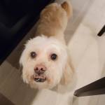 Photo of Bo, Jackson & Sammy