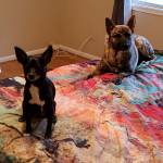 Photo of Kali & Rocky