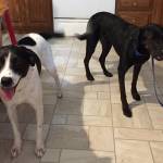 Photo of Rascal and Shelby