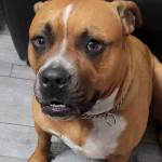 Photo of Drax & Butters