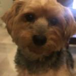 Photo of Bosco & Gabby