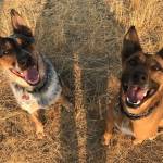 Photo of Ciapek and Latek